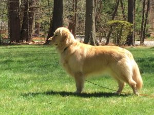 This is Lucky - my lovable 5-year-old golden retriever that has no idea why I wouldn’t touch him or go near him for almost two months.